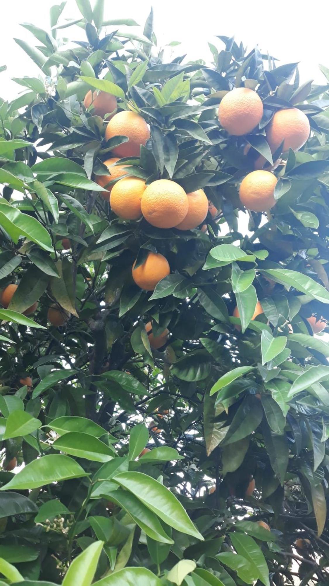 Casa Das Laranjeiras 皮尼昂 外观 照片