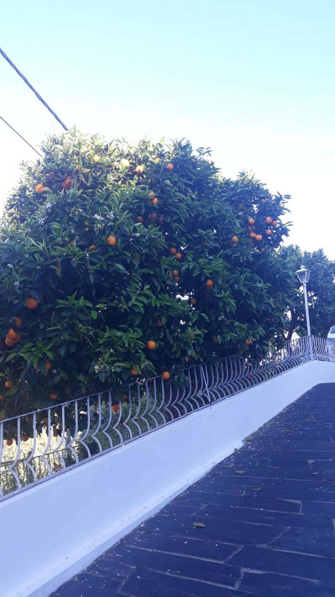 Casa Das Laranjeiras 皮尼昂 外观 照片